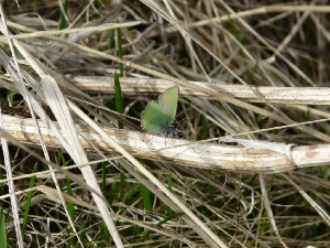 Малинница, Lepidoptera, Callophris rub ( L.)i, Мурманская обл., Северный архипелаг, о. Лодейный, Харитонова И.