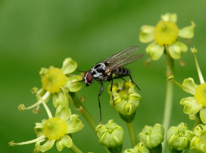 Цветочница, Diptera,Anthomyiidae. Мурманская обл., Порья губа, о. Горелый, Доливо-Добровольский Д.