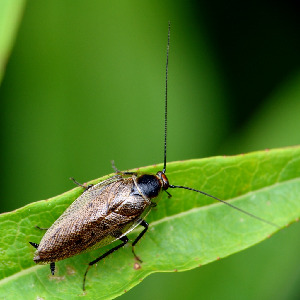 Таракан лапландский, Blattodea, Ectobius lapponicus, Мурманская обл., Порья губа, о. Горелый, Доливо-Добровольский Д.