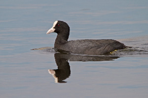 Лысуха, Fulica atra, Ленинградская обл., Покотилов В.