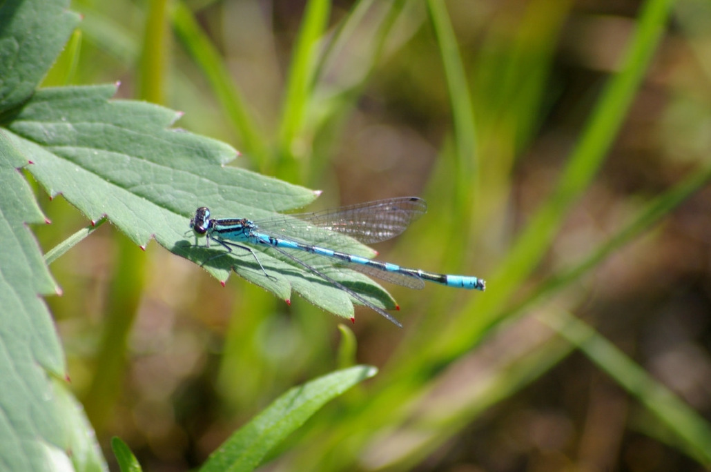 Стрелка, Odonata, Coenagrion sp., Мурманская обл., Северный архипелаг, Вощиков В.