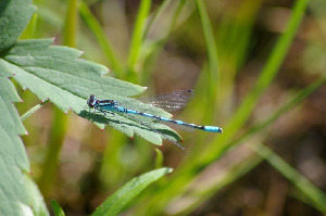 Стрелка, Odonata, Coenagrion sp., Мурманская обл., Северный архипелаг, Вощиков В.