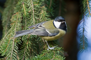 Синица большая, Parus major, Ленинградская обл., Покотилов В.