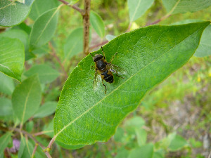 Журчалка, Diptera, Eriistalis sp.,Мурманская обл., окр. Лувеньги, Жулай Т.