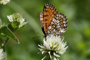 Шашечница Аталия, Lepidoptera, Melitaea atalia Rot., Ленинградская обл., Покотилов В.