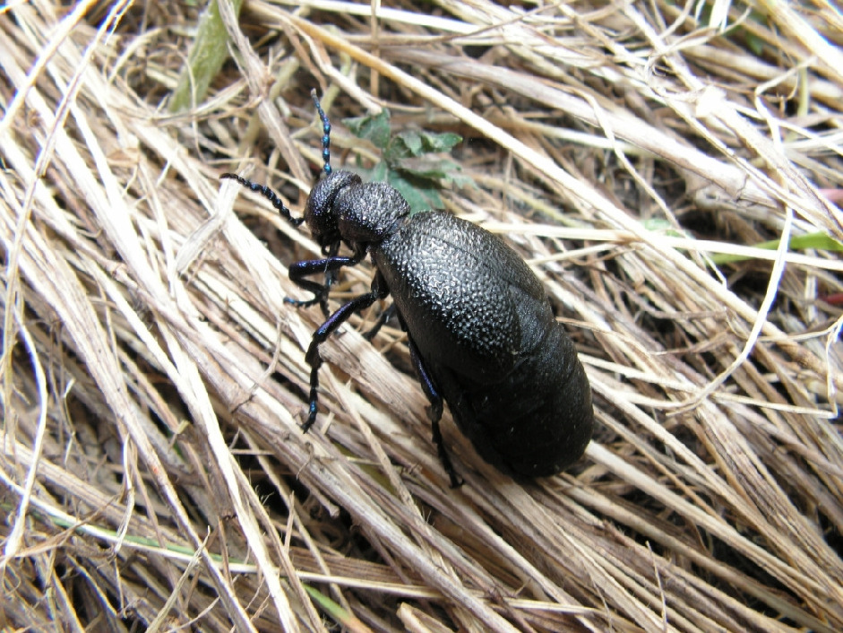 Майка синяя, Coleoptera, Meloe proscarabeus L., Липецкая обл., Мельников М.
