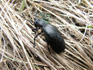Майка синяя, Coleoptera, Meloe proscarabeus L., Липецкая обл., Мельников М.
