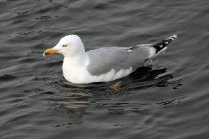 Чайка серебристая, Larus argentatus, Ленинградская обл., Покотилов В.