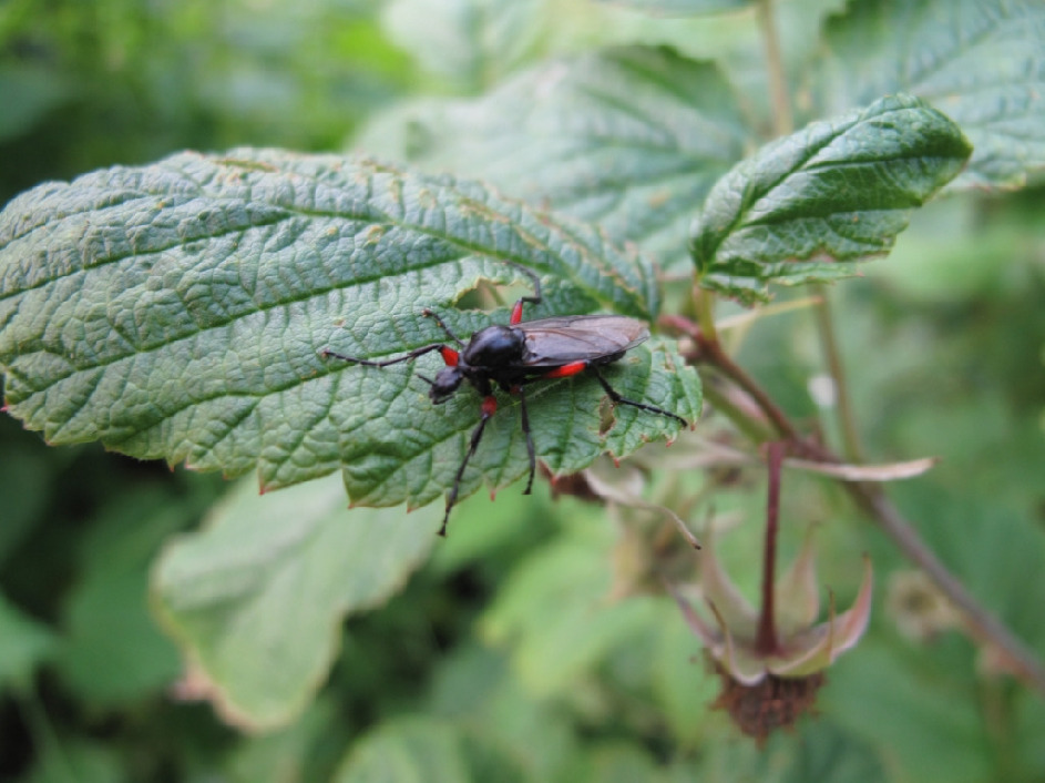Комар-толстоножка, Diptera, Bibionidae. Мурманская обл., окр. Кандалакши, СОТ Брусничный Ручей, Юрченко С.