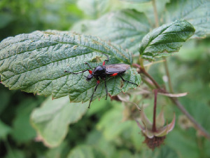 Комар-толстоножка, Diptera, Bibionidae. Мурманская обл., окр. Кандалакши, СОТ Брусничный Ручей, Юрченко С.