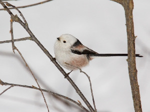 Синица длиннохвостая, Aegithalos caudatus, Ленинградская обл., Бабаджанян А.