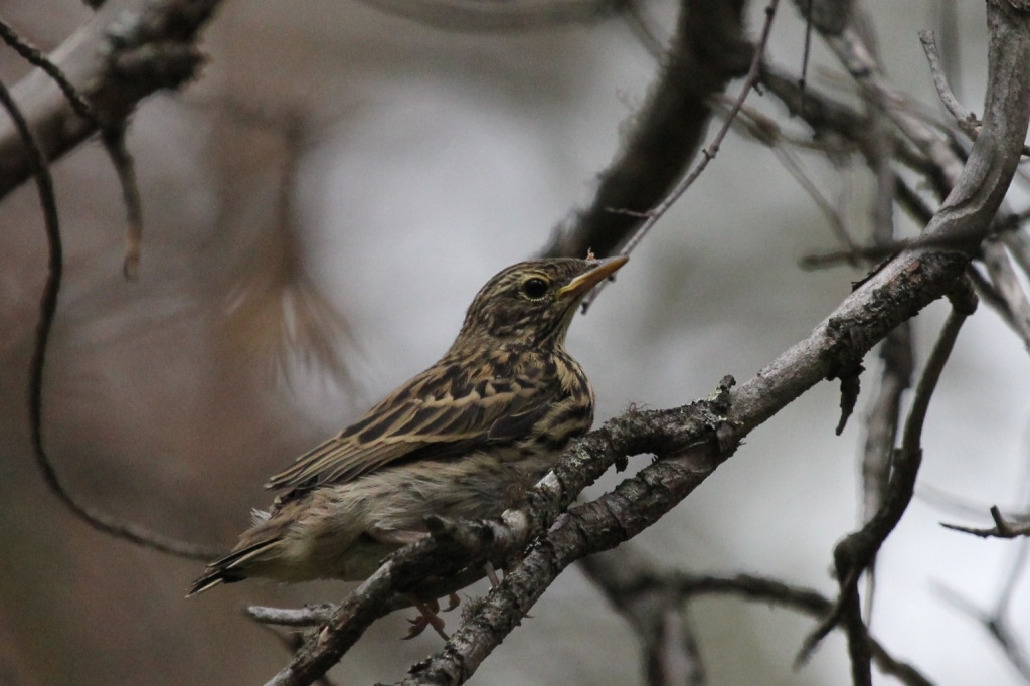 Конек лесной, Anthus trivialis, Мурманская обл., Северный арх., о. Ряшков, Дорофеева Н.