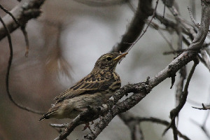 Конек лесной, Anthus trivialis, Мурманская обл., Северный арх., о. Ряшков, Дорофеева Н.