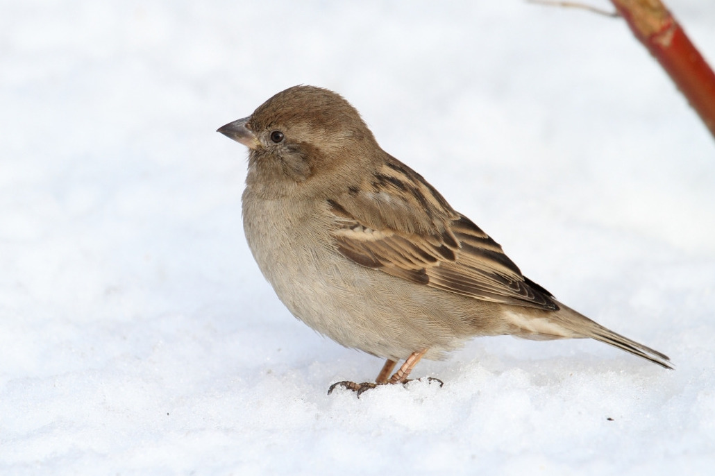 Воробей домовый, Passer domesticus, Мурманская обл., Лувеньга, Корякина Е.
