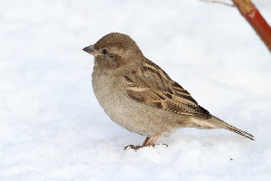 Воробей домовый, Passer domesticus, Мурманская обл., Лувеньга, Корякина Е.