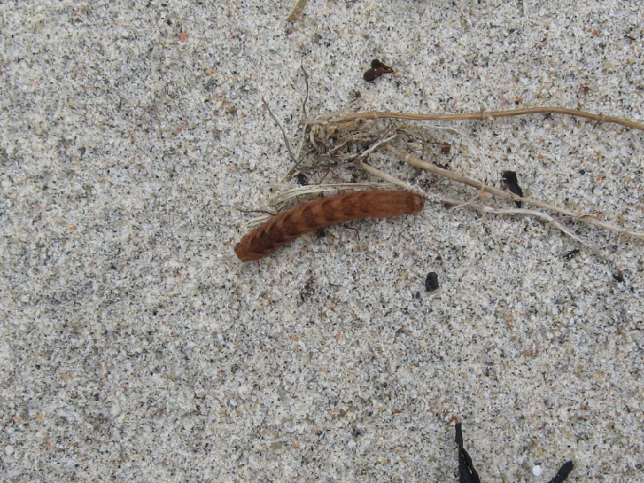 Гусеница совки, Lepidoptera, Мурманская обл., Северный арх., о. Ряшков, Москвичева Л.