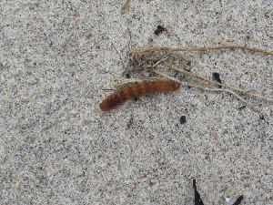 Гусеница совки, Lepidoptera, Мурманская обл., Северный арх., о. Ряшков, Москвичева Л.