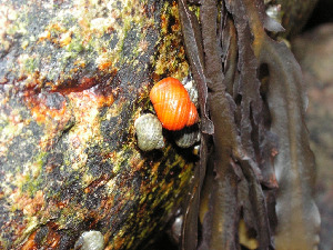 Литторина, Littorina saxatilis, Мурманская обл., Семь островов, Мельников М.