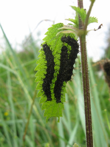 Гусеницы пеестрокрыльницы изменчивой, Lepidoptera, Araschnia levana (L.), Мурманская обл., окр. Лувеньги, Корякина Е.