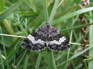 Пяденица, Lepidoptera, Spargania luctuata ( Den. et Schiff.), Мурманская обл., Северный архипелаг, Семь островов, о. Харлов, Мельников М.