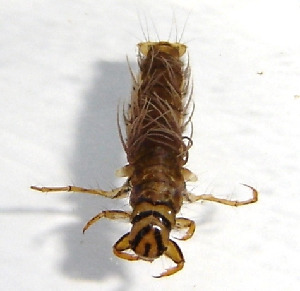 Личинка ручейника, Trichoptera, Мурманская обл., о. Великий, Панарина Н.