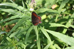 Чернушка Лигея, Lepidoptera, Erebia ligea (L.), Мурманская обл., окр. Лувеньги, Берлина Н.