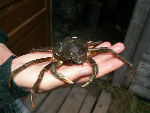 Краб хиас, Hyas araneus (L.), Мурманская обл., Северный архипелаг, о. Ряшков, Хайтов В.