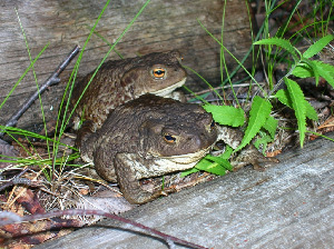 Жаба серая - Bufo bufo, Горяшко А., Лоухский р-н