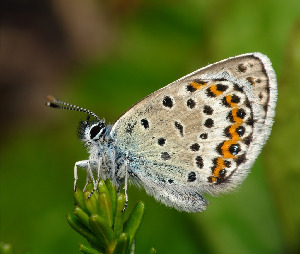 Голубянка Идас, Lepidoptera, Plebejus idas (L.), Мурманская обл., Порья губа, п-ов Поздериха, Доливо-Добровольский Д.