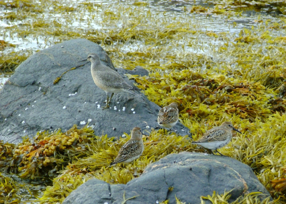 Песочник исландский, Calidris canutus, Мурманская обл., Северный архипелаг, Вощиков В.