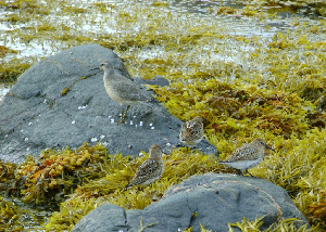 Песочник исландский, Calidris canutus, Мурманская обл., Северный архипелаг, Вощиков В.