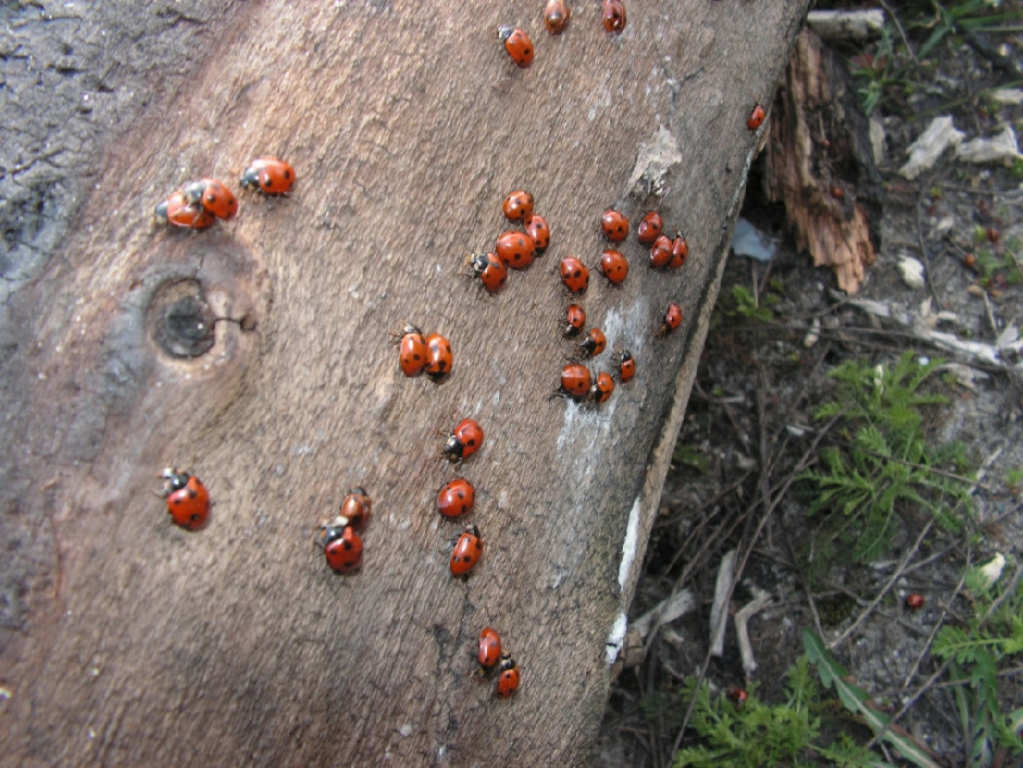 Божья коровка семиточечная, Coleoptera, Coccinella septempunctata L., Липецкая обл., Мельников М.
