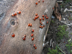 Божья коровка семиточечная, Coleoptera, Coccinella septempunctata L., Липецкая обл., Мельников М.