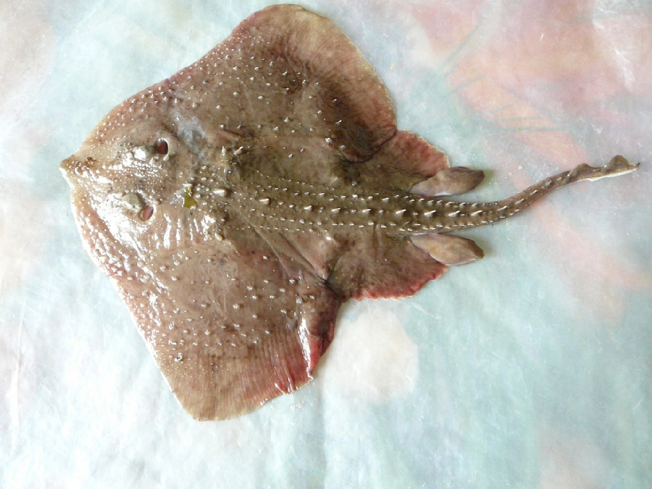 Скат звездчатый - Raja radiata, Жулай Т., Кандалакшский з-в.