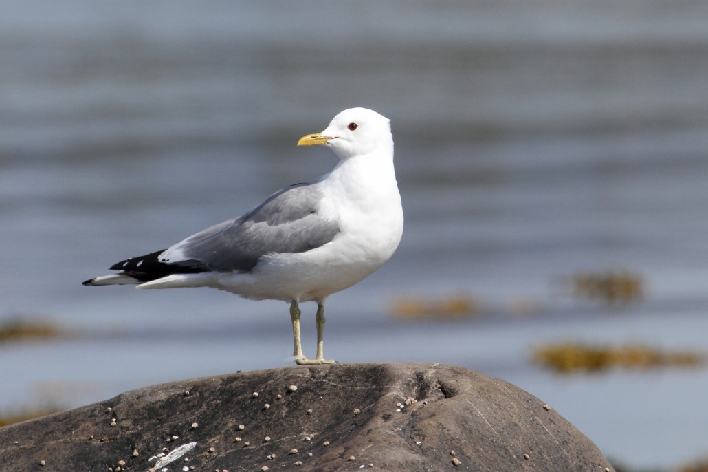 Чайка сизая, Larus canus, Мурманская обл., Северный архипелаг, Покотилов В.