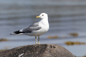 Чайка сизая, Larus canus, Мурманская обл., Северный архипелаг, Покотилов В.