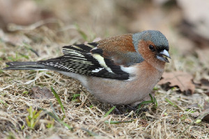 Зяблик, Fringilla coelebs, Ленинградская обл., Покотилов В.