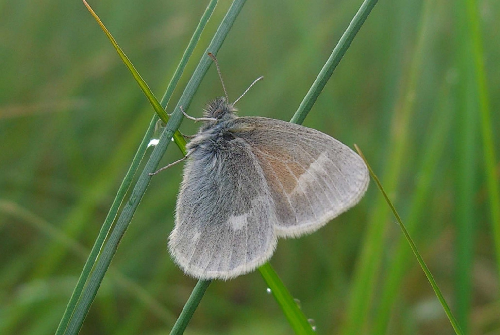 Сенница болотная, Lepidoptera, Coenonympha tullia (Mull.), Мурманская обл., Блинова И.