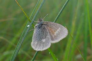 Сенница болотная, Lepidoptera, Coenonympha tullia (Mull.), Мурманская обл., Блинова И.