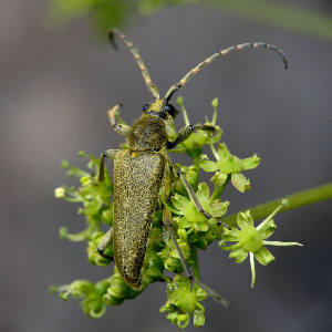 Лептура зелёная, Coleoptera, Lepturobosca virens (L.), Мурманская обл., Порья губа, о-в Горелый, лужайка перед домом на кордоне, Доливо-Добровольский Д.