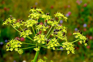 Муха, Diptera, Мурманская обл., Порья губа, о-в Горелый, Доливо-Добровольский Д.