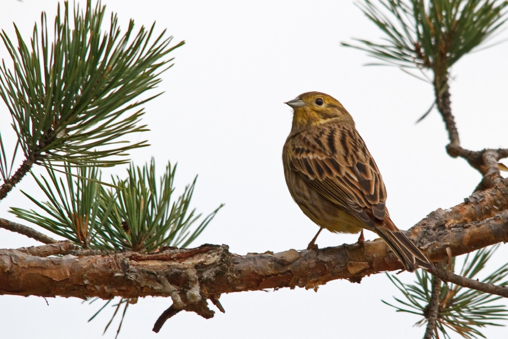 Овсянка обыкновенная, Emberiza citrinella, Ленинградская обл., Бабаджанян А.