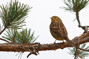 Овсянка обыкновенная, Emberiza citrinella, Ленинградская обл., Бабаджанян А.