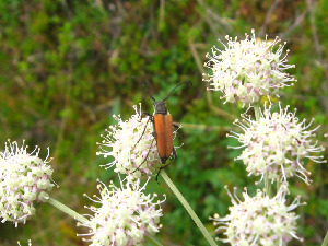 Усач, Coleoptera, Leptura sp., Мурманская обл., Северный архипелаг, о. Ряшков, Москвичева Л.