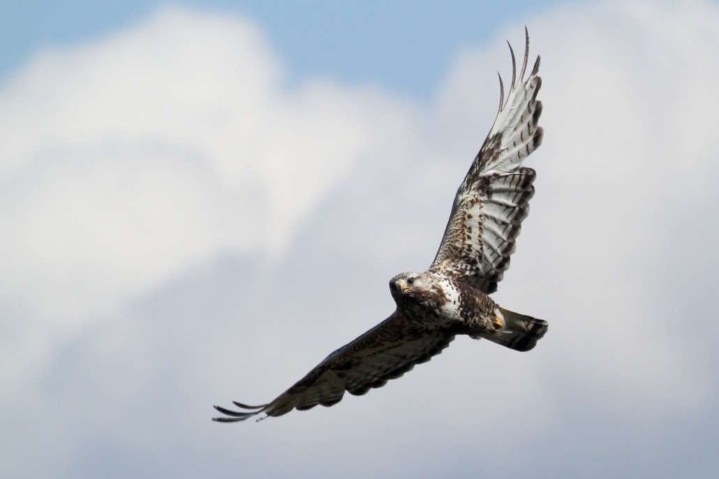 Зимняк, Buteo lagopus, Мурманская обл., окр. Лувеньги, Лувеньгские тундры, Покотилов В.