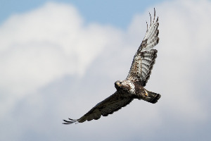 Зимняк, Buteo lagopus, Мурманская обл., окр. Лувеньги, Лувеньгские тундры, Покотилов В.