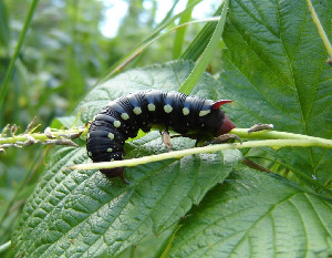 Гусеница бражника подмаренникового, Lepidoptera, Hyles gallii (Rottemburg), Мурманская обл., о. Великий, Панарина Н.