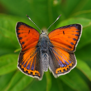 Червонец щавелевый, Lepidoptera, Heodes hippothoe (L.), Мурманская обл., Порья губа, о-в Горелый, Доливо-Добровольский Д.