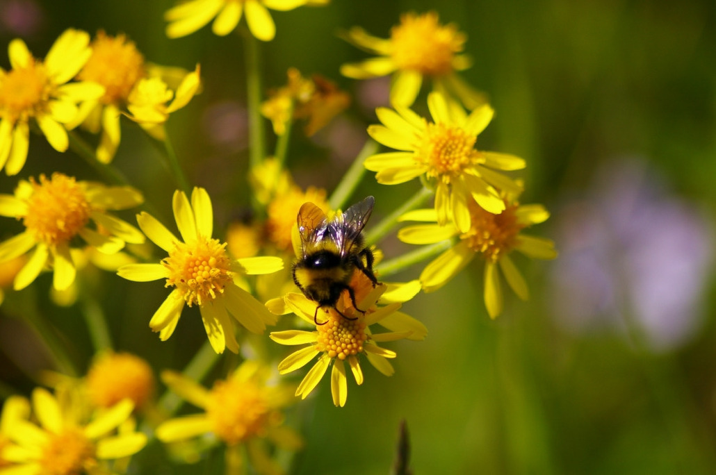 Шмель, Hymenoptera, Bombus jonellus (W. Kirby), Мурманская обл., Северный архипелаг, Вощиков В.