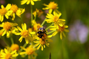Шмель, Hymenoptera, Bombus jonellus (W. Kirby), Мурманская обл., Северный архипелаг, Вощиков В.
